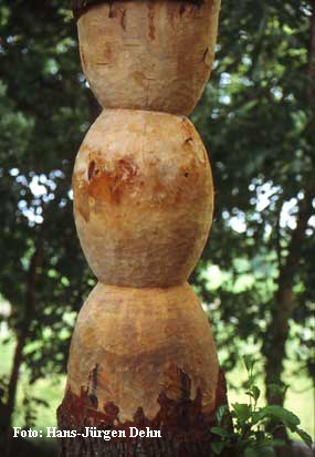 Foto: Hans-J�rgen Dehn